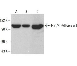 Na<sup>+</sup>/K<sup>+</sup>-ATPase &alpha;1 Antibody (F-2) - Western Blotting - Image 376749 