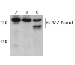 Anti-alpha 1 Sodium Potassium ATPase/ATP1A1 Antibody (F-2) | SCBT ...