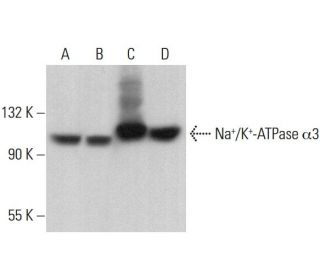alpha 3 Sodium Potassium ATPase/ATP1A3 Antibody (G-6) - Western Blotting - Image 376349 