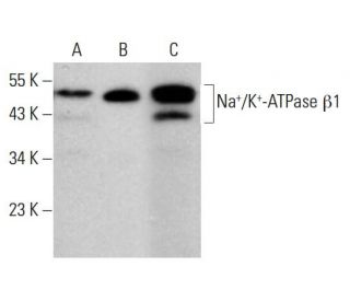 Na<sup>+</sup>/K<sup>+</sup>-ATPase &beta;1 Antibody (C464.8) - Western Blotting - Image 381808 