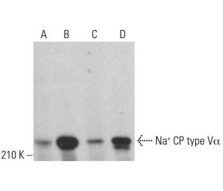 western blotting image from recommended Na+ CP type V&alpha; (H-10) monoclonal antibody replacement. Image 382692