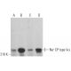 western blotting image from recommended Na+ CP type Vα (H-10) monoclonal antibody replacement. Image 382692