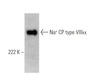 Na<sup>+</sup> CP type VIII&alpha; Antibody (W-78) - Western Blotting - Image 367981 
