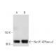 alpha 1 Sodium Potassium ATPase/ATP1A1 Antibody (9-A5) - Western Blotting - Image 14970