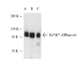 western blotting image from recommended alpha 1 Sodium Potassium ATPase/ATP1A1 (C464.6) monoclonal antibody replacement. Image 4626