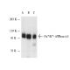 western blotting image from recommended alpha 1 Sodium Potassium ATPase/ATP1A1 (C464.6) monoclonal antibody replacement. Image 4626