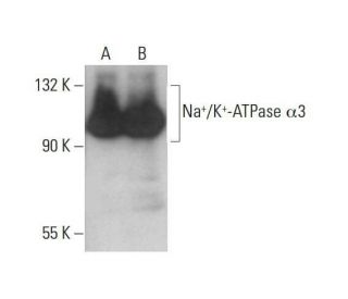 western blotting image from recommended alpha 3 Sodium Potassium ATPase/ATP1A3 (H-4) monoclonal antibody replacement. Image 351984