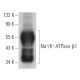 Na+/K+-ATPase β1 Antibody (6D136) - Western Blotting - Image 379257