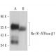 Na+/K+-ATPase β1 Antibody (M17-P5-F11) - Western Blotting - Image 379465