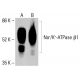 beta 1 Sodium Potassium ATPase/ATP1B1 Antibody (M17-P5-F11) - Western Blotting - Image 413199