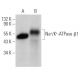western blotting image from recommended beta 1 Sodium Potassium ATPase/ATP1B1 (E-4) monoclonal antibody replacement. Image 362090