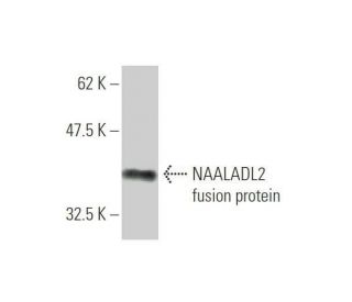 NAALADL2 Antibody (1G5) - Western Blotting - Image 350358
