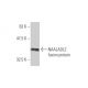 NAALADL2 Antibody (1G5) - Western Blotting - Image 350358