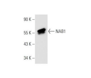 NAB1 Antibody (2607C2a) - Western Blotting - Image 66108 
