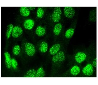 NAB1 Antibody (A-8) - Immunofluorescence - Image 295347 