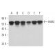 western blotting image from recommended NAB2 (1C4) monoclonal antibody replacement. Image 381935