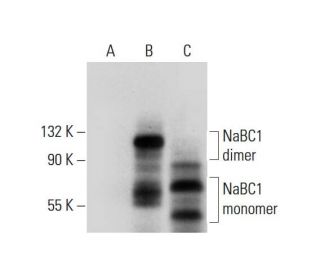 NaBC1 Antibody (B-12) - Western Blotting - Image 297971 