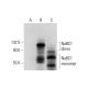 NaBC1 Antibody (B-12) - Western Blotting - Image 297971 
