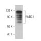 NaBC1 Antibody (B-12) - Western Blotting - Image 366705