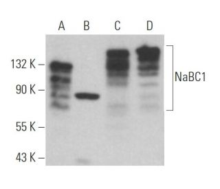 NaBC1 Antibody (F-4) - Western Blotting - Image 366711 