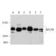 NACAD Antibody (H-4) - Western Blotting - Image 377419 