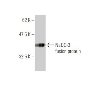 NaDC-3 Antibody (3A6) - Western Blotting - Image 350271