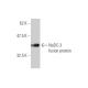 NaDC-3 Antibody (3A6) - Western Blotting - Image 350271