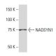 NADSYN1 Antibody (3E3) - Western Blotting - Image 33856