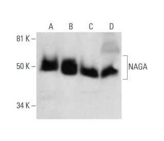 NAGA Antibody (F-1) - Western Blotting - Image 295966 
