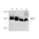 NAGA Antibody (F-1) - Western Blotting - Image 295966 