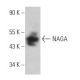NAGA Antibody (F-1) - Western Blotting - Image 367551