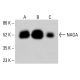 NAGA-Antikörper (F-1): sc-393485. Western-Blot-Analyse der NAGA-Expression in HeLa- (A), K-562- (B) und HCT-116- (C) Gesamtzelllysaten. Verwendetes Nachweisreagenz: m-IgG Fc BP-HRP: sc-525409.  NAGA Antibody (F-1) - Western Blotting - Image 415263