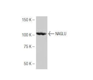 NAGLU Antibody (54-G) - Western Blotting - Image 53874