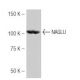 NAGLU Antibody (54-G) - Western Blotting - Image 53874