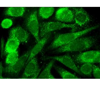 NAGS Antibody (E-8) - Immunofluorescence - Image 381706 