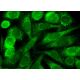 NAGS Antibody (E-8) - Immunofluorescence - Image 381706 