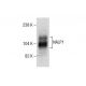 NALP1 Antibody (F-1) - Western Blotting - Image 286728