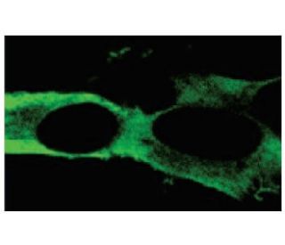 NALP1 Antibody (Nalpy1-4) - Immunofluorescence - Image 67463 