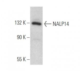NALP14 Antibody (H-10) - Western Blotting - Image 373276 