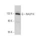 NALP14 Antibody (H-10) - Western Blotting - Image 373276 