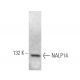 NALP14 Antibody (H-10) - Western Blotting - Image 373278