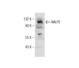 NALP2 Antibody (E-5) - Western Blotting - Image 146389 
