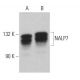 western blotting image from recommended NALP7 (C-8) monoclonal antibody replacement. Image 359053