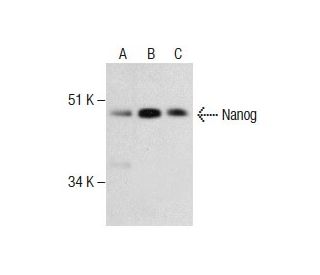 Nanog Antibody (5A10) - Western Blotting - Image 286795 