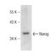 Nanog Antibody (A-11) - Western Blotting - Image 147366