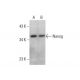 Nanog Antibody (A-11) - Western Blotting - Image 351966 