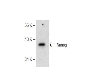 Nanog Antibody (C-4) - Western Blotting - Image 160544 