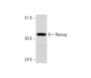 Nanog Antibody (F-8) - Western Blotting - Image 323789