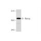 Nanog Antibody (F-8) - Western Blotting - Image 323789