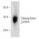 Nanog Antibody (H-2) - Western Blotting - Image 148752